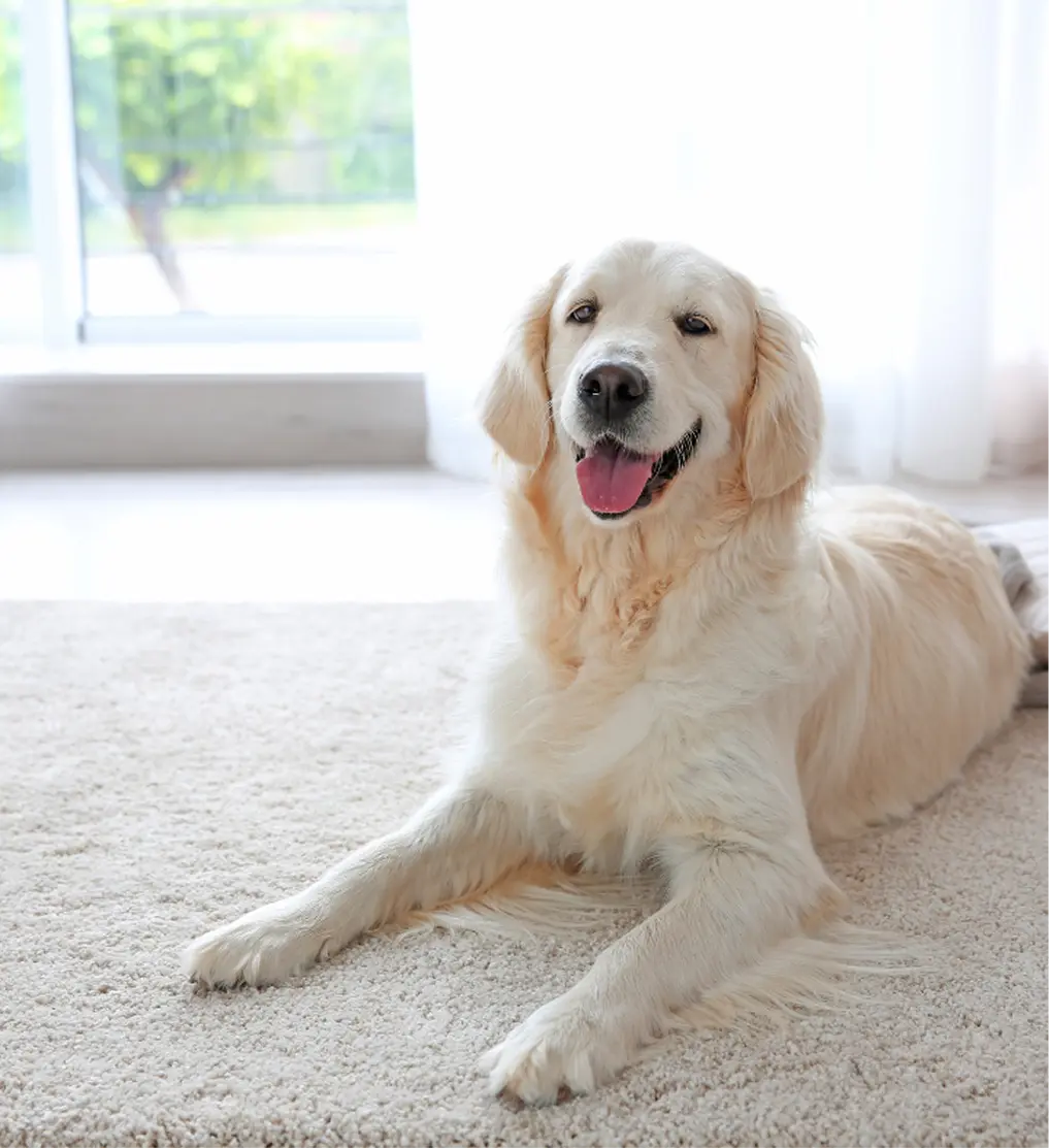 Capet Flooring Installation